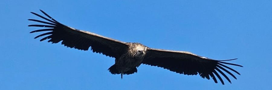 barnea's profile banner image