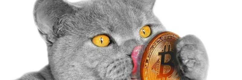 Cat_Number9 banner