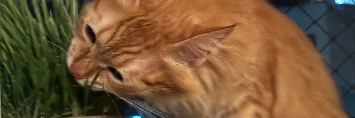 Caio, mas levanto ⓟ 🐽 banner