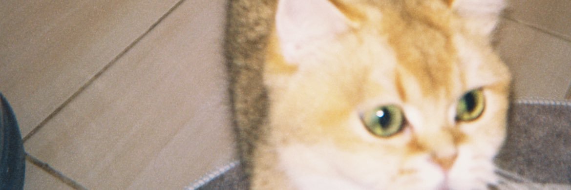 ddarkryeli's profile banner image