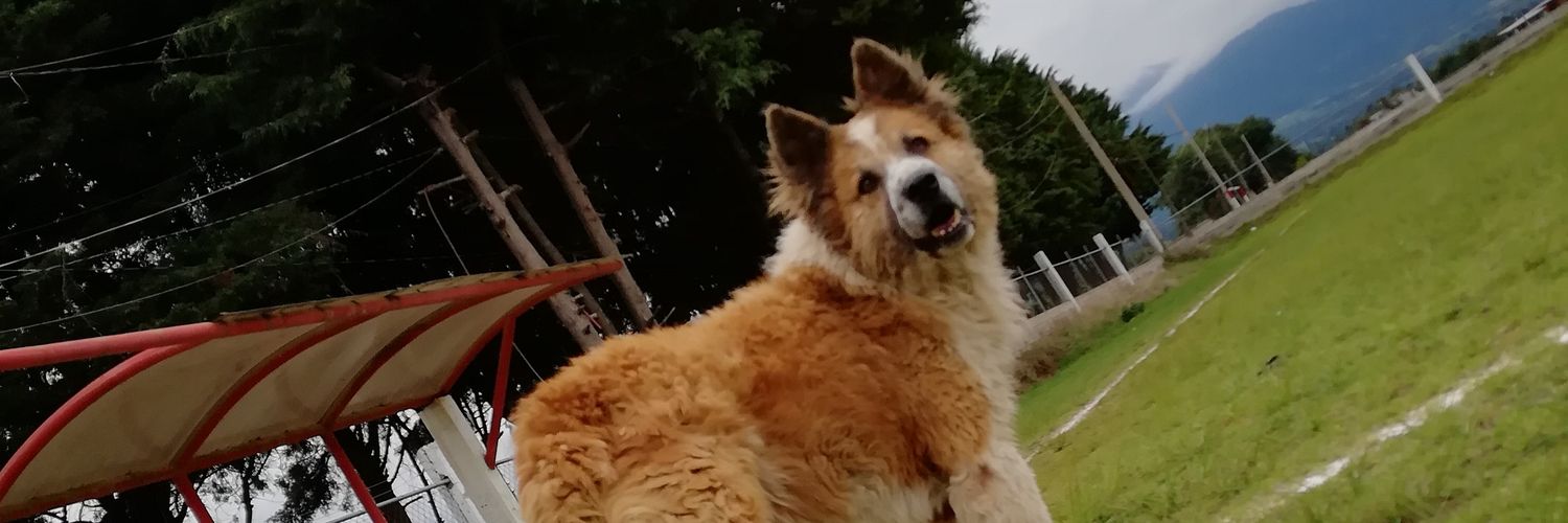 dalilop17's profile banner image