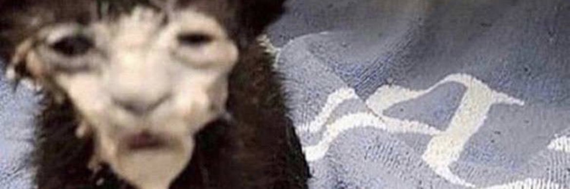 Forrest banner