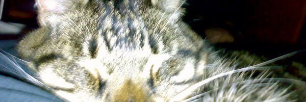 _Max_ Profile Banner