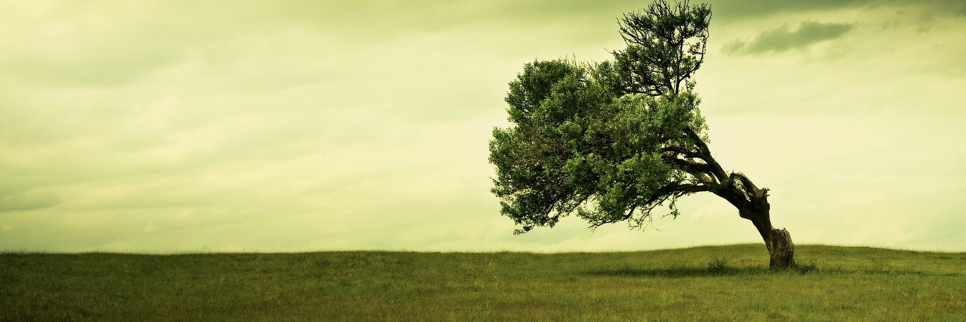 libNex's profile banner image