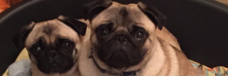 crazyfool32's profile banner image