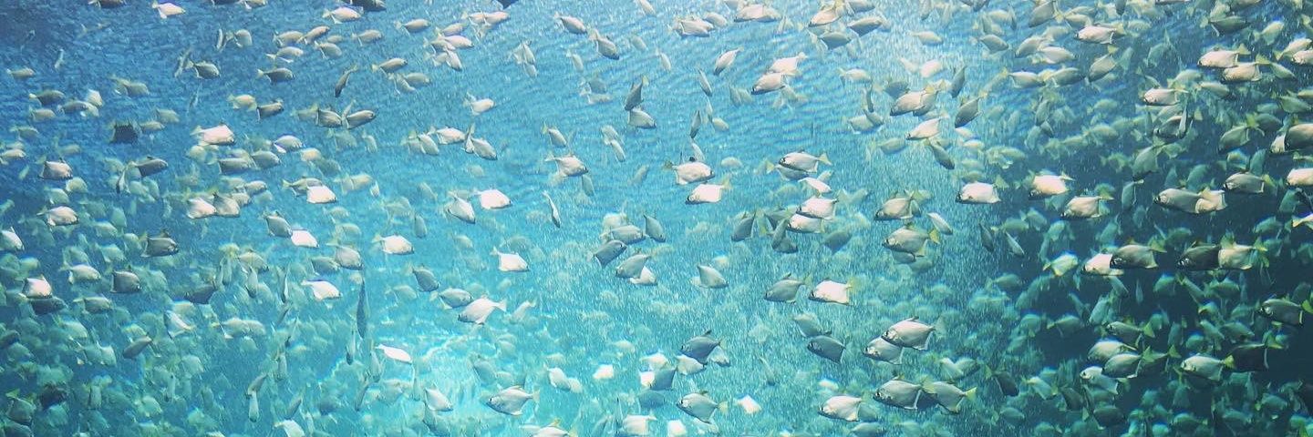 傑利脆鼠🐭 banner