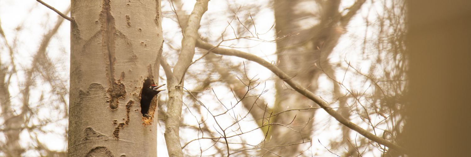 Alex Plantinga banner