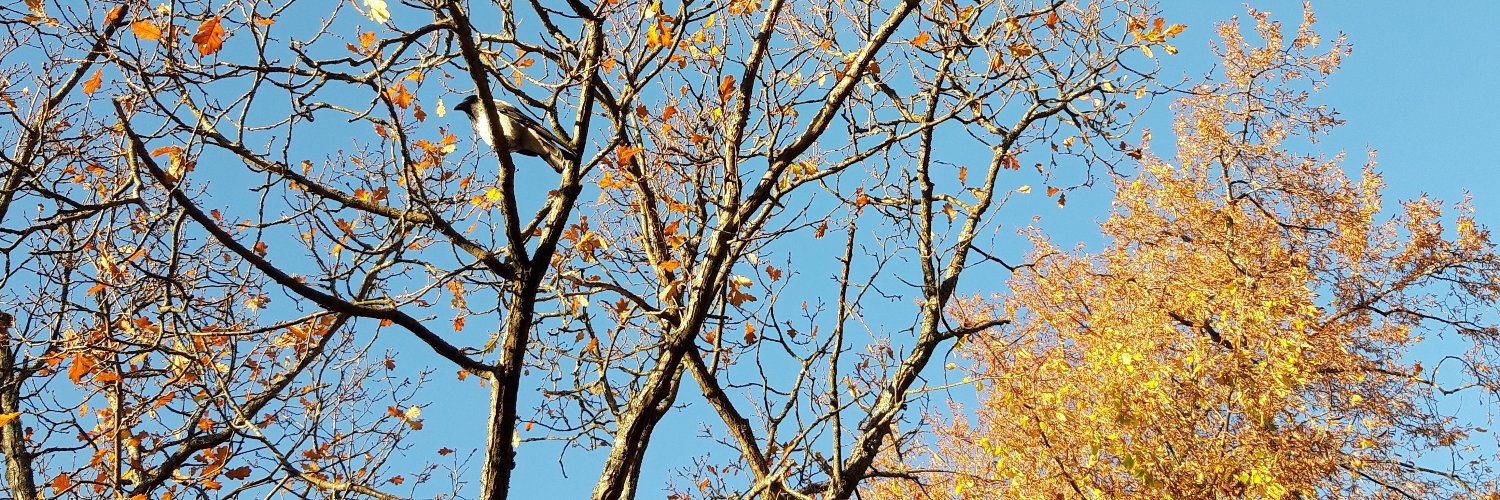 Kaija Heiskanen banner