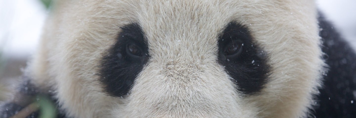 copan's profile banner image