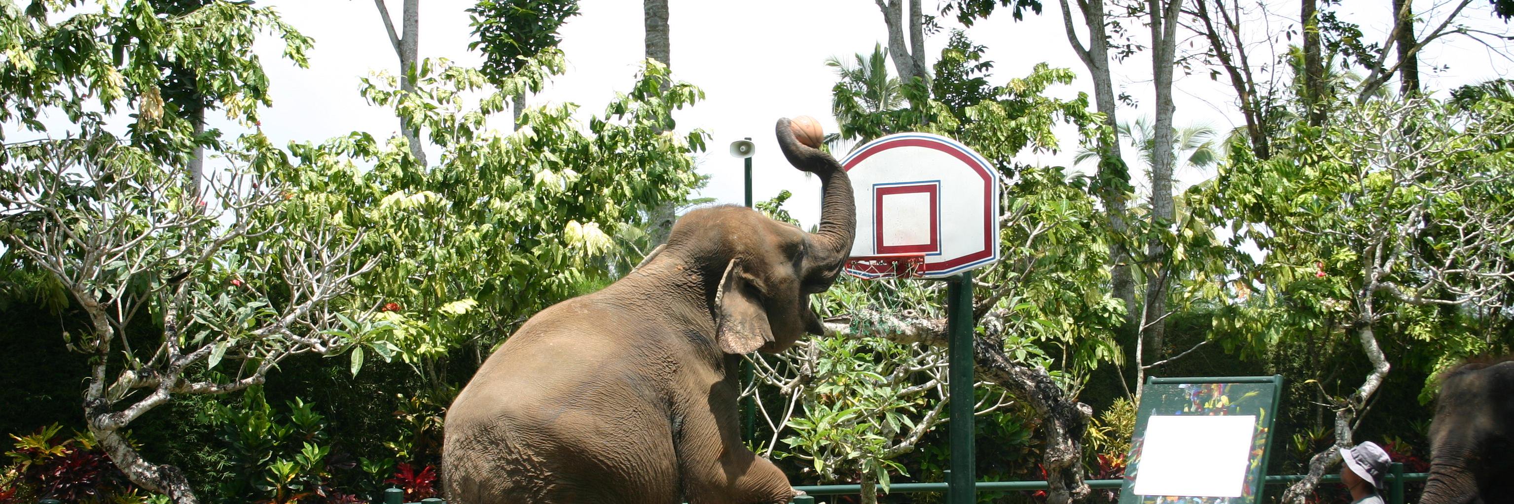 Theolephant banner