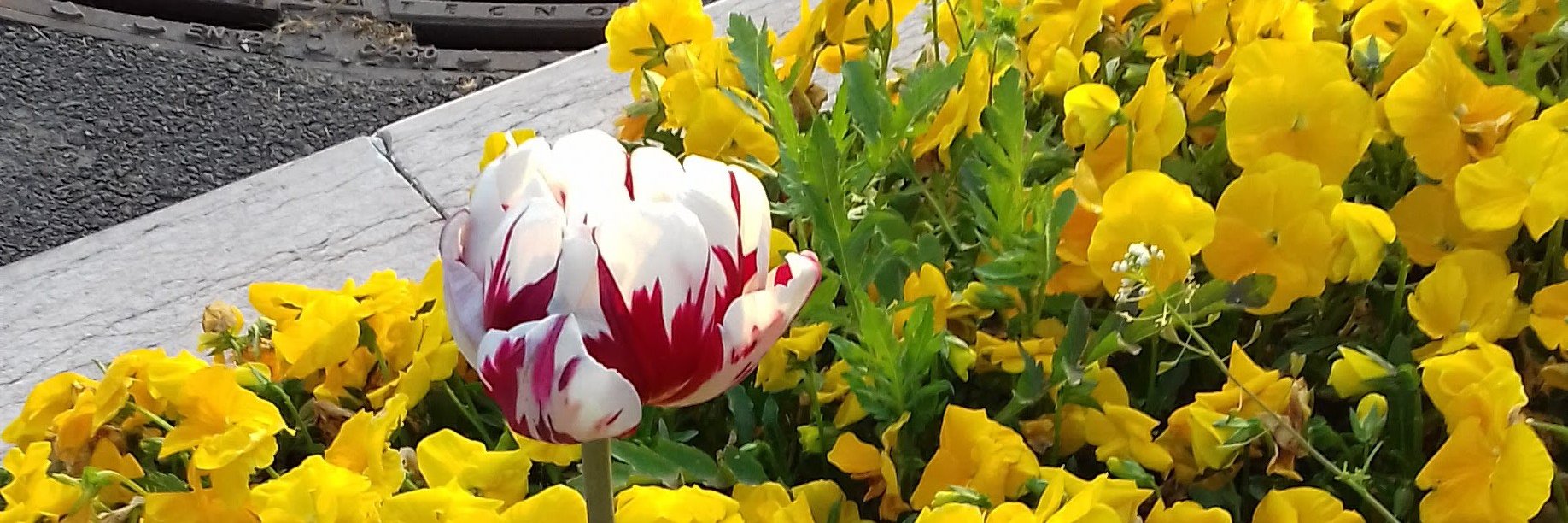 mabel_peterson's profile banner image