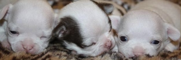 Waylon’s World banner