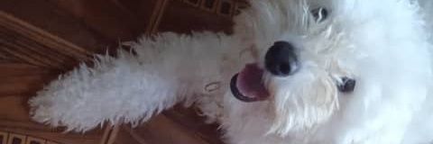 Isannyinfante's profile banner image