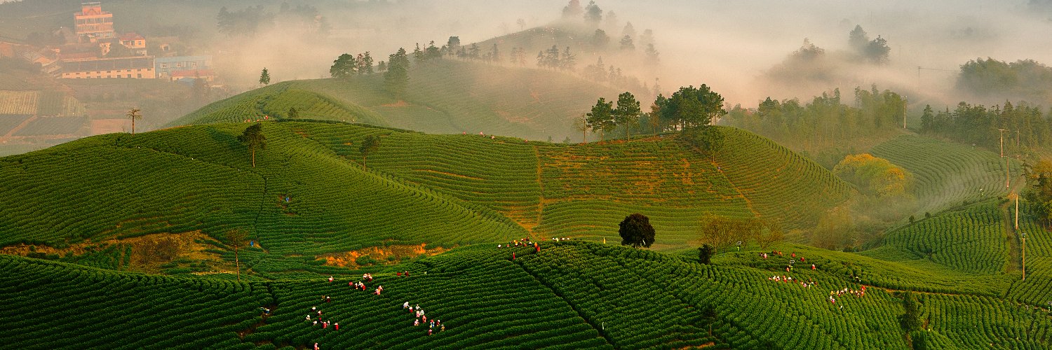 吃笋喝茶（互fo） banner