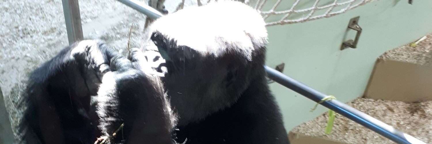 aleramhe's profile banner image