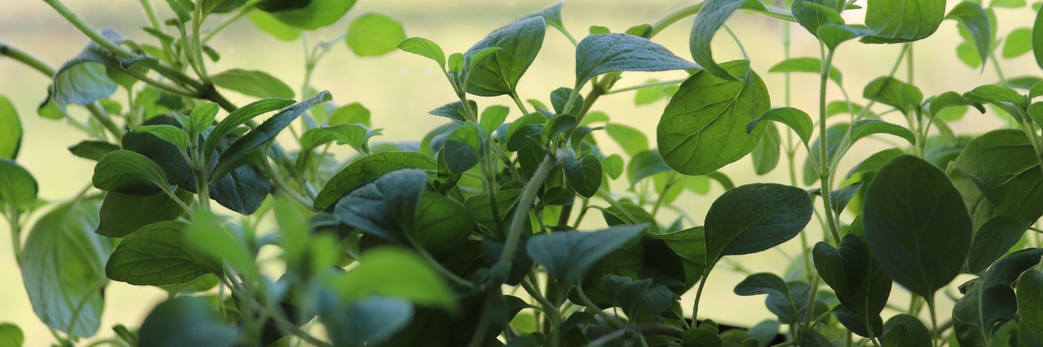 Marissa Black-Smith banner