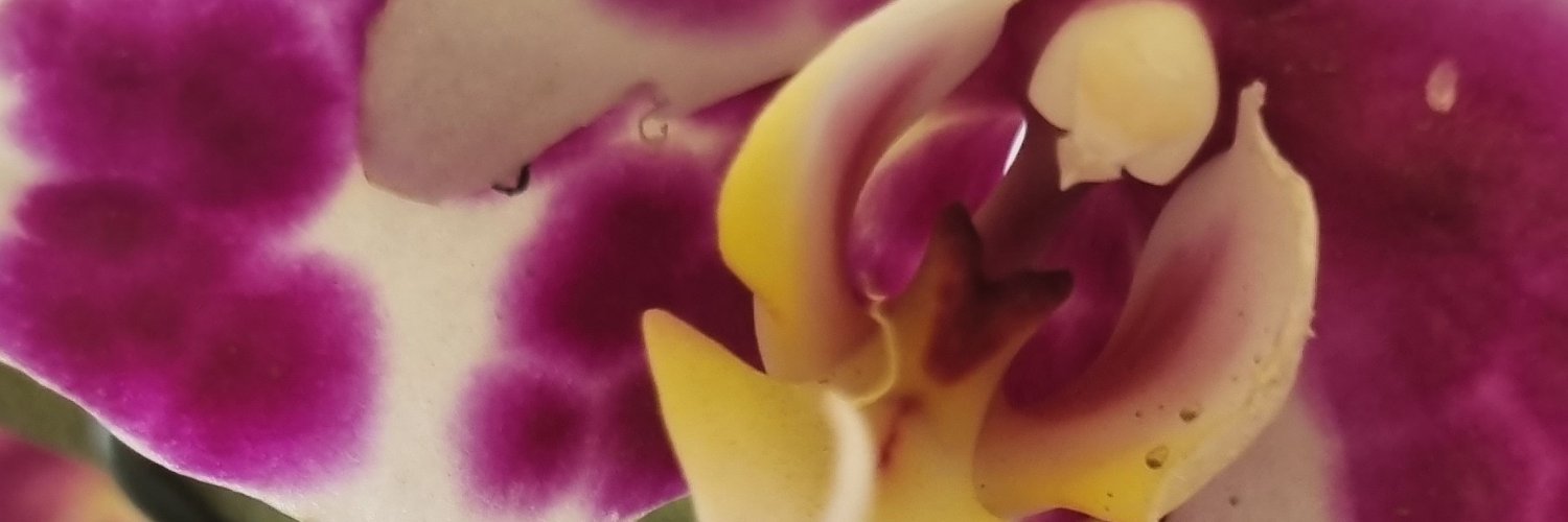 deninaveci's profile banner image