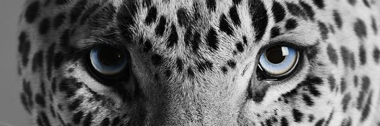 wldftryn's profile banner image