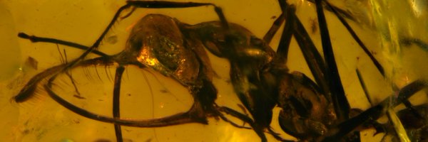 paleANTologist Profile Banner