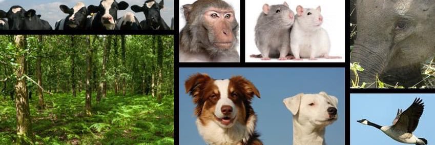 All_Animals_org's profile banner image