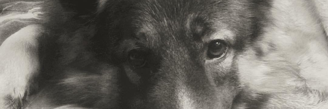 Sean Mcquillan banner