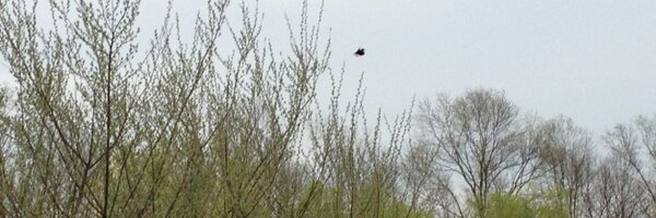 calabrese Profile Banner