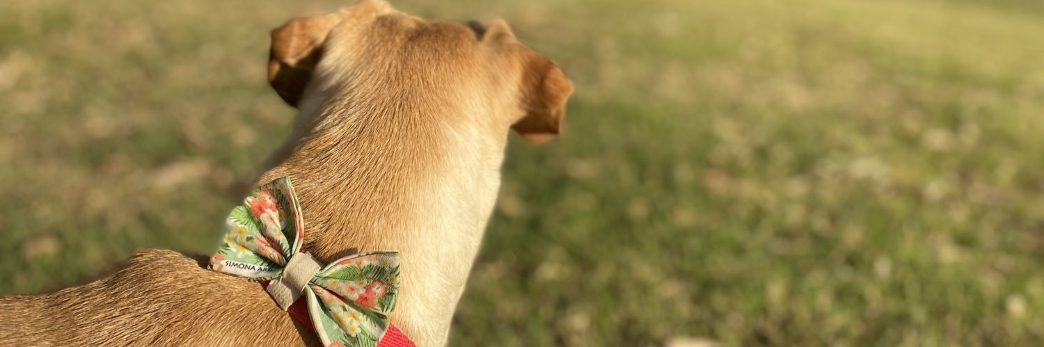 JuliIbarra2's profile banner image