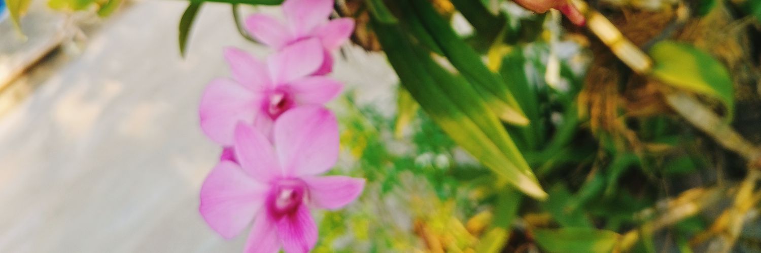xpinaaple's profile banner image