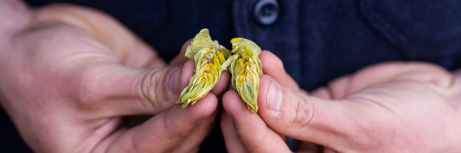 Mighty Axe Hops banner