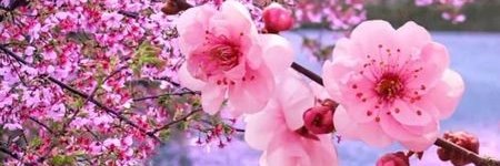 supportinglojusto banner