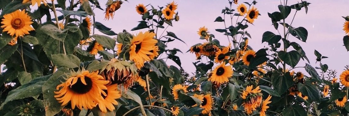 petitedisorder's profile banner image