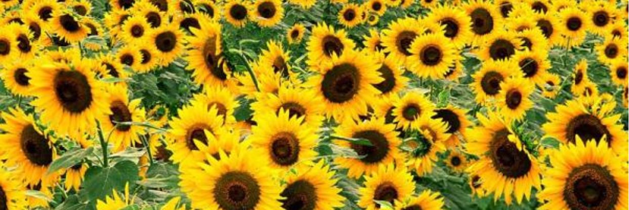 OlsonLex's profile banner image