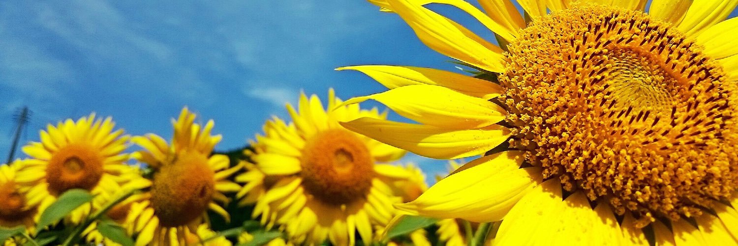 AMILU0606's profile banner image