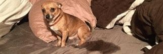 FlaviaVFroh's profile banner image