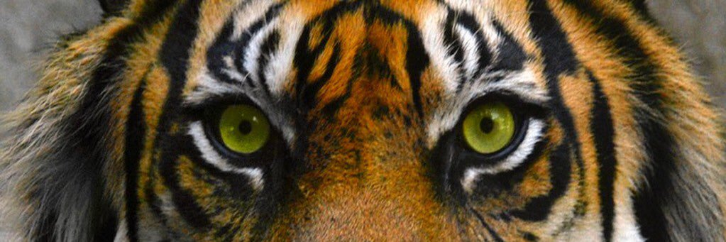 theniggateek's profile banner image