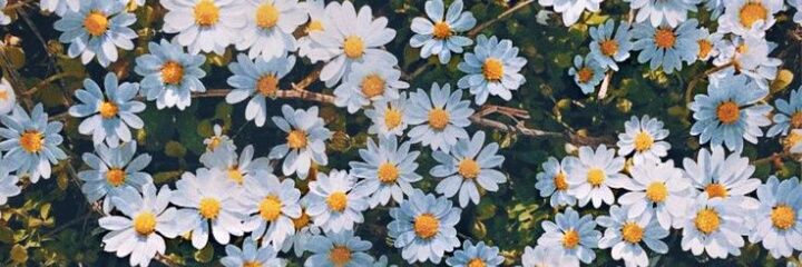 shashana__'s profile banner image