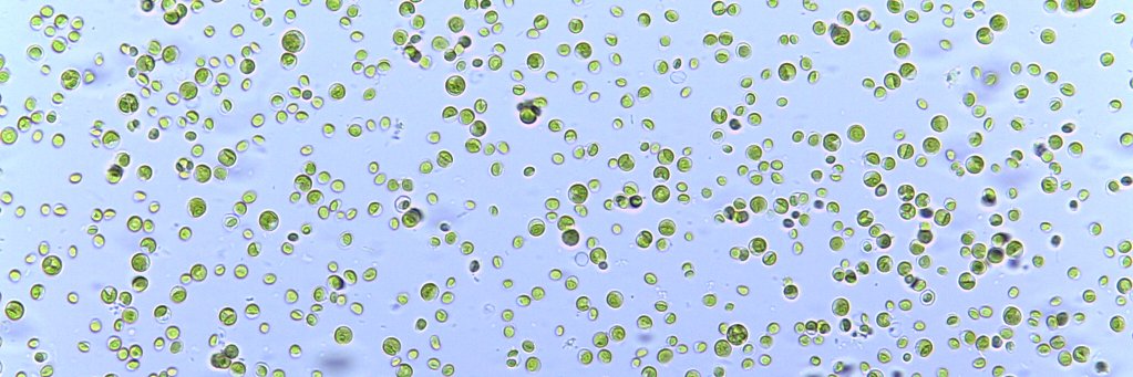 Gisela Detrell banner