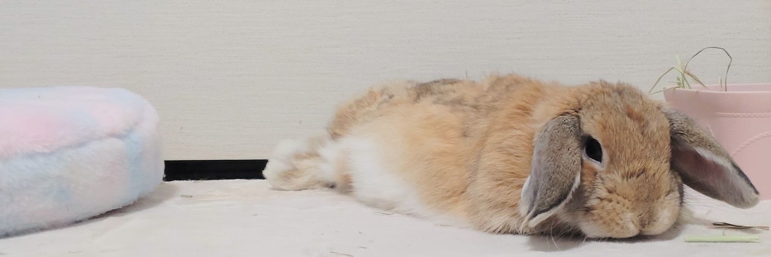 わたがしうさぎのめるち banner