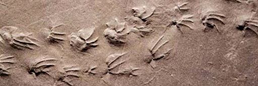salamander steps banner