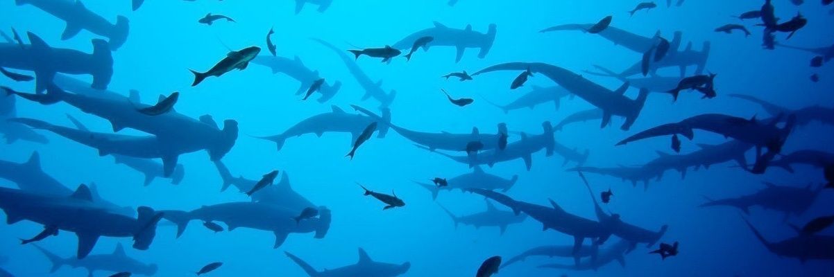 jayshark🦈🍉 banner