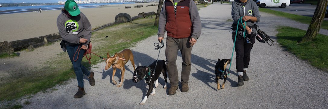 Discover Dogs banner