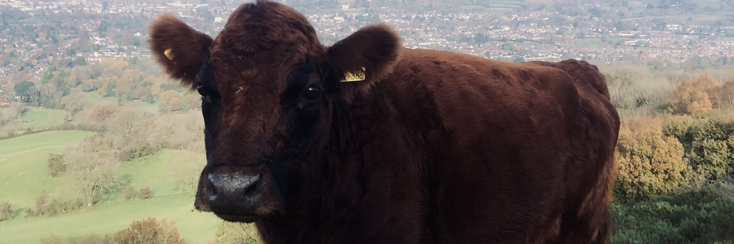 lambshank89's profile banner image