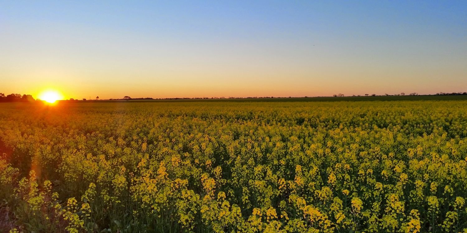 Simon Barbary banner