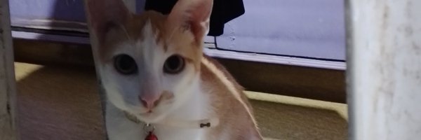 OAlexthecat Profile Banner