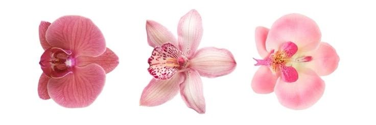 Moon 🌺 banner