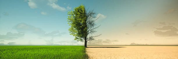 Clara Calipel banner