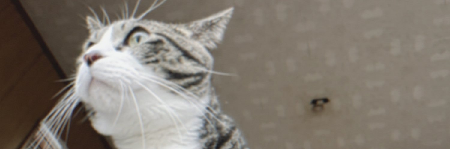 5296laav's profile banner image