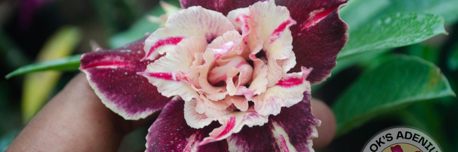 AlokAdenium's profile banner image