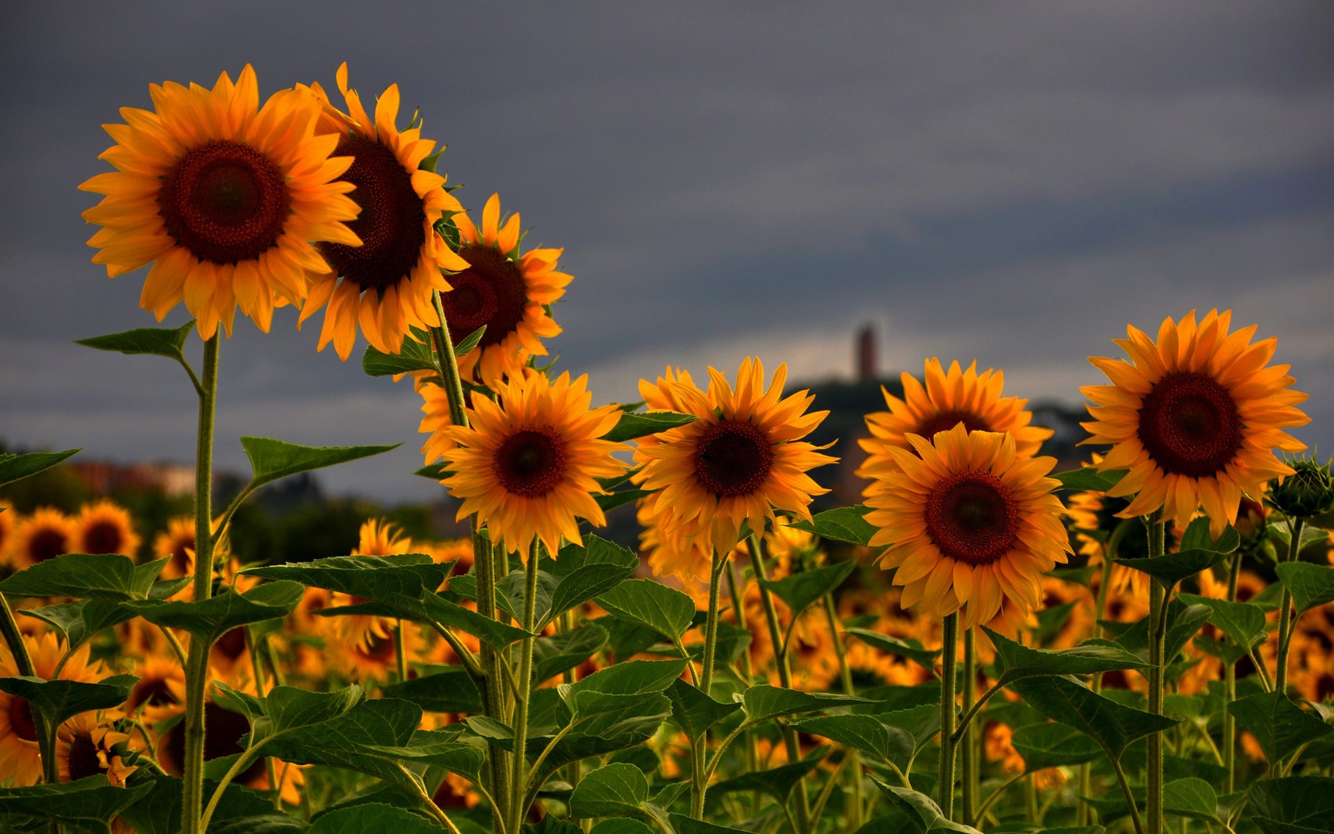 rosamorles's profile banner image