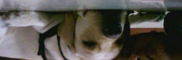 BaileyArch Profile Banner